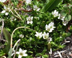 Arenaria humifusa