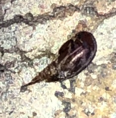 Mordellinae