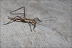 Zaprochilus australis