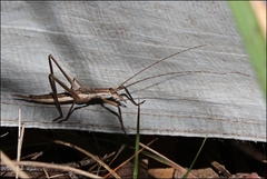 Zaprochilus australis