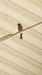 Haemorhous mexicanus