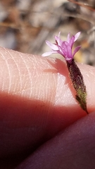 Lessingia ramulosa