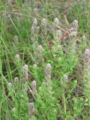 Stachydeoma graveolens