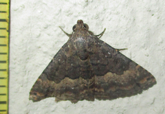Eublemma nigrivitta