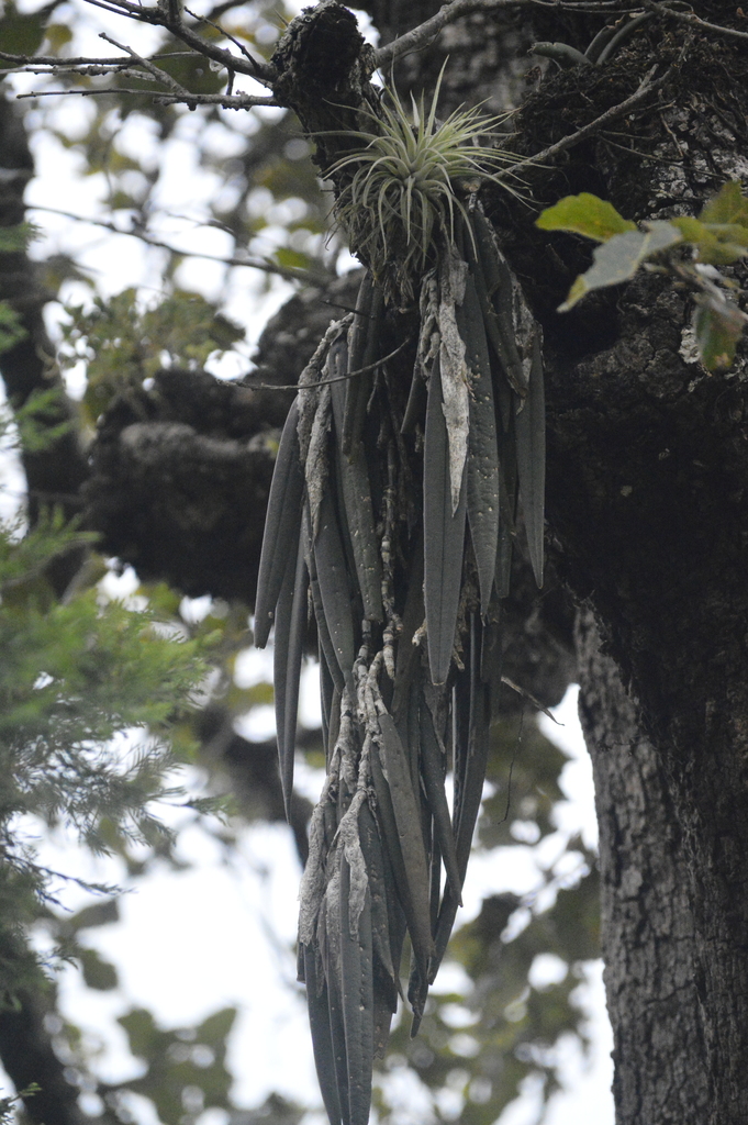 Epidendrum parkinsonianum