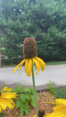 Rudbeckia maxima