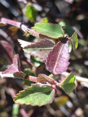 Ayenia compacta