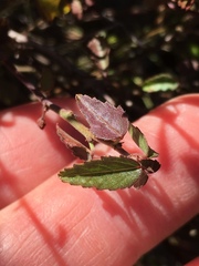 Ayenia compacta