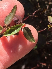 Ayenia compacta