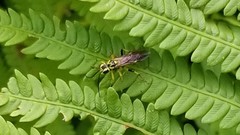 Tenthredo verticalis