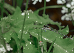 Enallagma exsulans