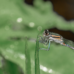 Enallagma exsulans