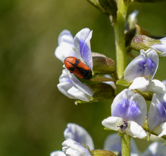 Arthrobrachus nigromaculatus