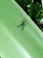 Condylostylus occidentalis