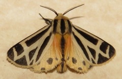 Apantesis carlotta