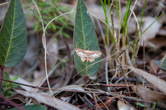 Chloroclystis filata