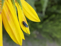 Graphocephala lugubris