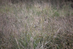 Malurus cyaneus