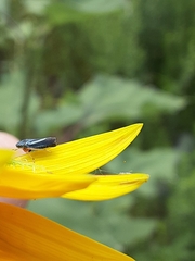 Graphocephala lugubris