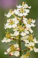 Veratrum hybridum