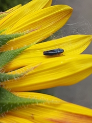 Graphocephala lugubris
