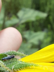 Graphocephala lugubris