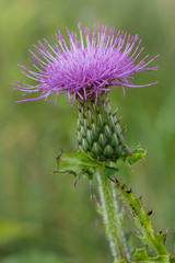 Cirsium pumilum