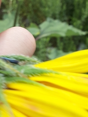 Graphocephala lugubris