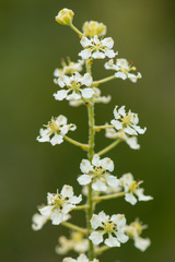 Veratrum hybridum