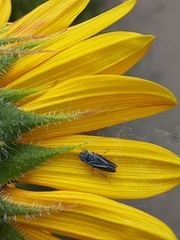 Graphocephala lugubris