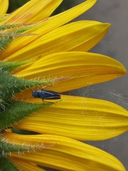 Graphocephala lugubris