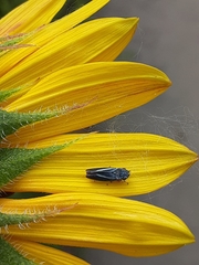 Graphocephala lugubris