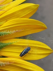 Graphocephala lugubris