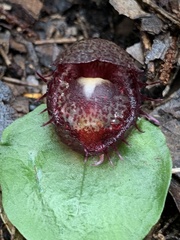 Corybas fimbriatus