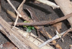 Anolis tropidogaster