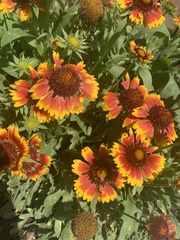 Gaillardia × grandiflora