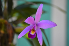Laelia anceps