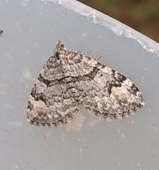 Xanthorhoe abrasaria