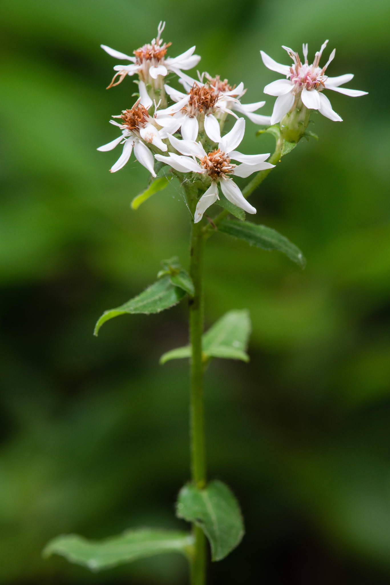 Sericocarpus asteroides