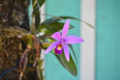 Laelia anceps