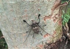 Steirastoma histrionicum