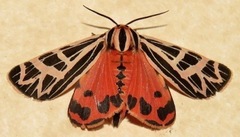 Apantesis phyllira