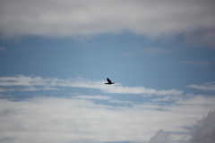 Phalacrocorax sulcirostris