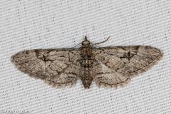 Eupithecia bolterii