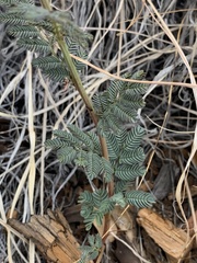 Desmanthus cooleyi