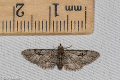 Eupithecia bolterii