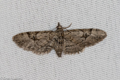 Eupithecia bolterii