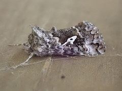 Syngrapha rectangula