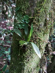 Vandoideae