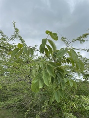 Piscidia carthagenensis